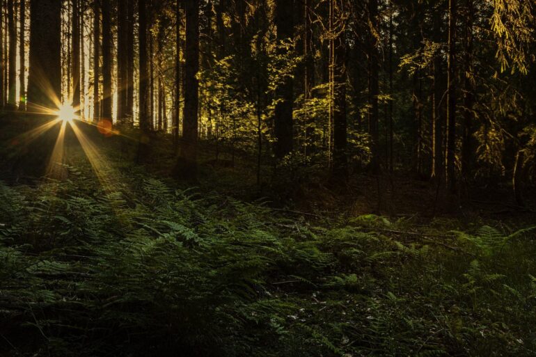 Un rayon de soleil dans une forêt