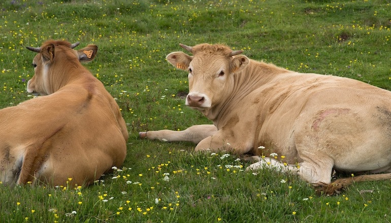 Des vaches dans un champ en Aubrac