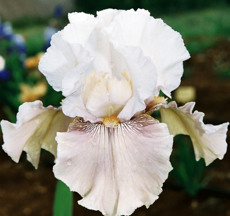 iris-rose