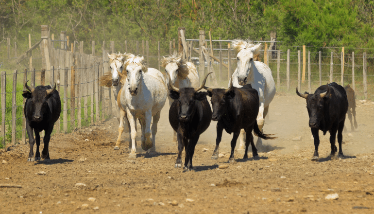 Chevaux et taureaux cohabitant au Parc naturel régional de Camargue ©️Canva