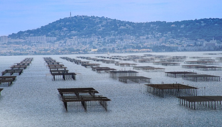 Les tables pour l'élevage des huitres représentent environ 150 hectares sur l'étang de Thau © DR.